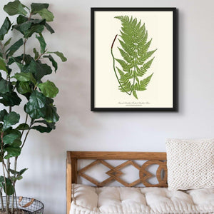 Broad prickly-toothed buckler fern Botanical Wall Art Print-Charting Nature