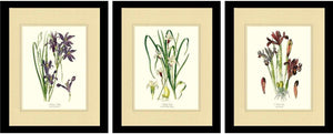 Flower Floral Print Set | Vintage Lilies and Iris Framed Botanical Art