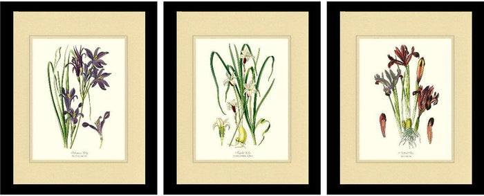 Two Lilies and an Iris Botanical Print Set