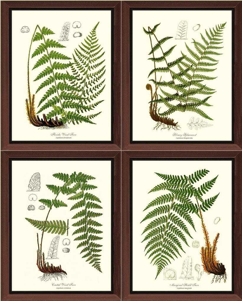 Vintage European Fern Print Set Botanical Wall Art Print Decor