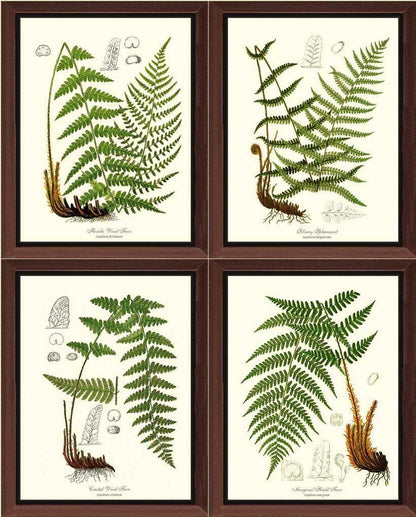 Vintage European Fern Print Set Botanical Wall Art Print Decor
