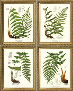 Vintage European Fern Print Set Botanical Wall Art Print-Charting Nature