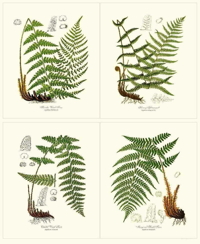 Vintage European Fern Print Set