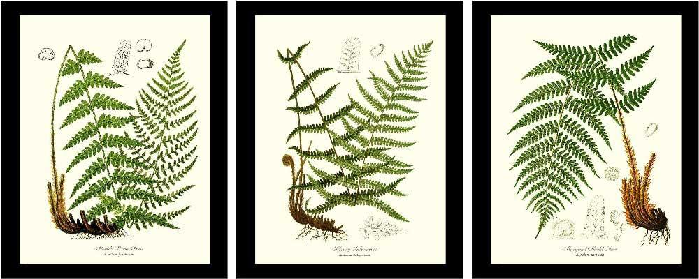 Vintage Fern Prints Set Botanical Wall Art Print-Charting Nature