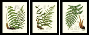 Vintage Fern Prints Set Botanical Wall Art Print-Charting Nature