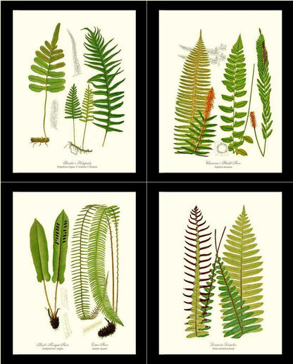 Vintage Fern Print Set Botanical Wall Art Print-Charting Nature