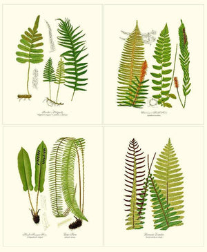Vintage Fern Print Set Botanical Wall Art Print-Charting Nature