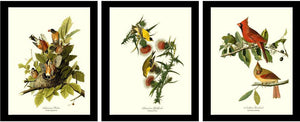 Audubon Bird Prints | Common Bird Set - Charting Nature