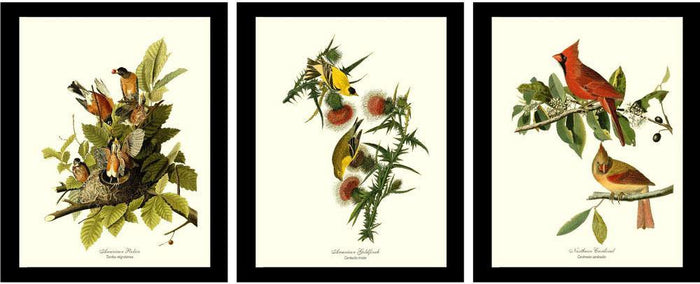Audubon Bird Prints | Common Bird Set
