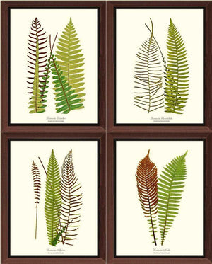 Vintage Fern Print Set Botanical Wall Art Print-Charting Nature