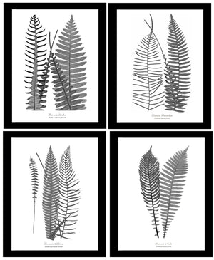 Vintage Fern Black and White Print Set Botanical Wall Art Print-Charting Nature