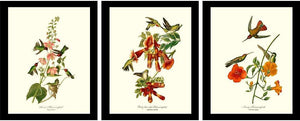 Audubon Bird Art Prints | Framed Vintage Set 