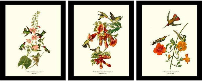 Audubon Hummingbird Prints | Matching Set of 3 Vintage Bird Prints