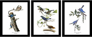 Audubon Blue Bird Framed Prints