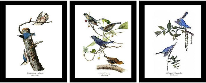 Audubon Blue Bird Prints | Wildbird Wall Art Print