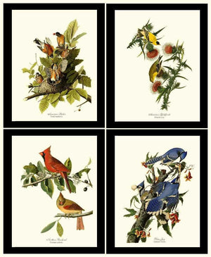 Vintage Audubon Bird Art Print Set