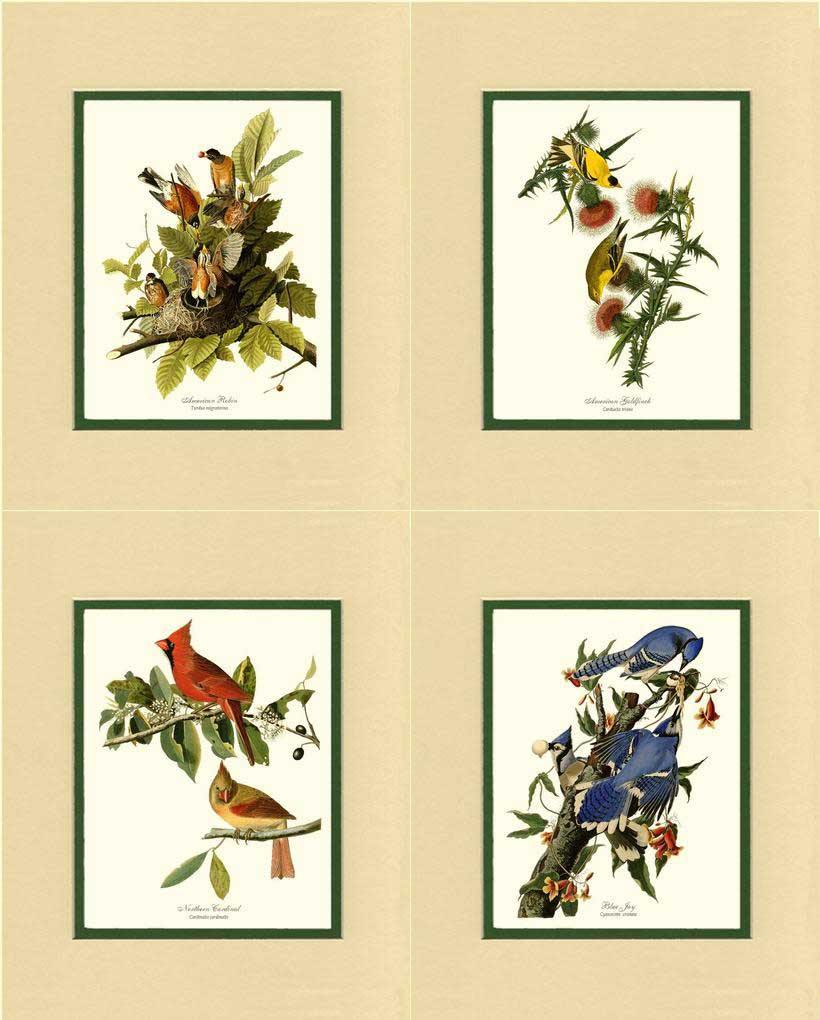 Audubon Bird Wall Art Print Set. Matching Set of 4 Common