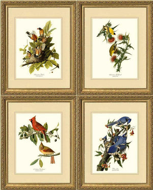 Audubon Matching Set of 4 Bird Prints - Charting Nature