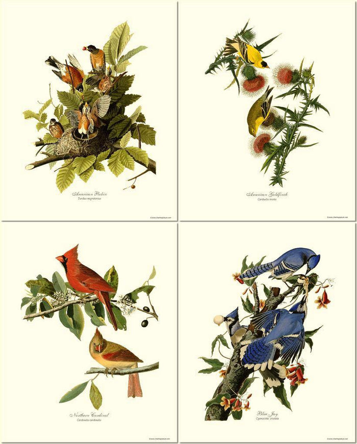 Audubon Matching Set of 4 Bird Prints