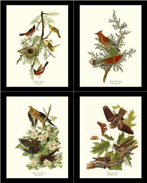 Audubon Set of 4 Matching Bird Prints. Brown Theme. - Charting Nature