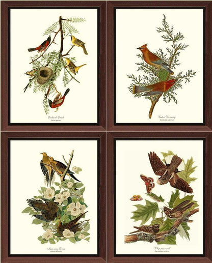 Audubon Set of 4 Matching Bird Prints. Brown Theme. - Charting Nature