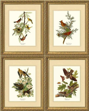 Audubon Set of 4 Matching Bird Prints. Brown Theme. - Charting Nature