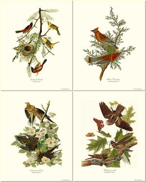Audubon Bird Prints | Matching Set of 4 Vintage  Prints