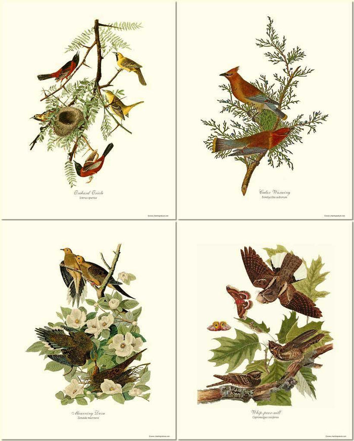 Audubon Set of 4 Matching Bird Prints. Brown Theme.