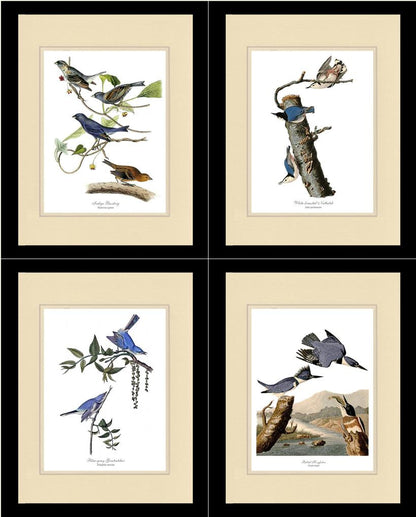 Audubon Blue Bird Prints - Charting Nature