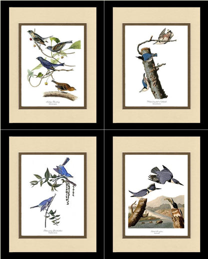Audubon Blue Bird Prints - Charting Nature