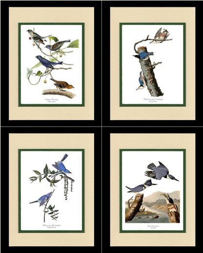 Audubon Blue Bird Prints - Charting Nature