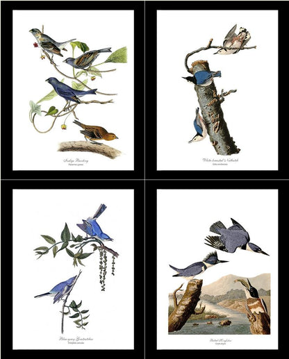 Audubon Blue Bird Prints - Charting Nature