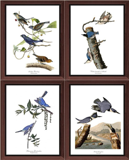 Audubon Blue Bird Prints - Charting Nature