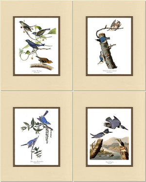Audubon Blue Bird Prints - Charting Nature