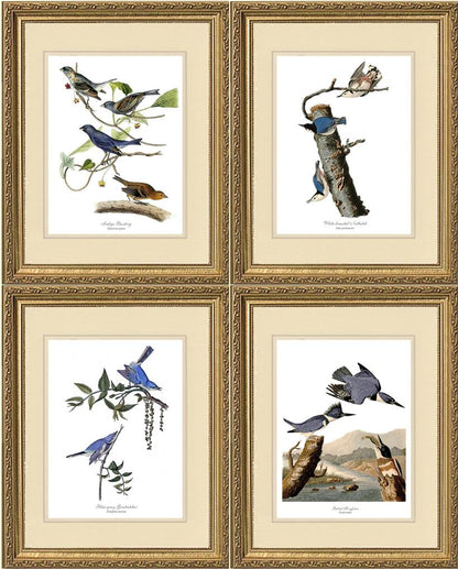 Audubon Blue Bird Prints - Charting Nature