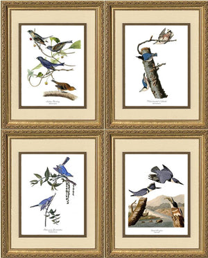 Audubon Blue Bird Prints - Charting Nature