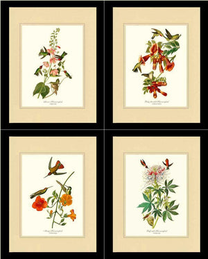 Hummingbirds Art Prints. Matching Set of 4. - Charting Nature