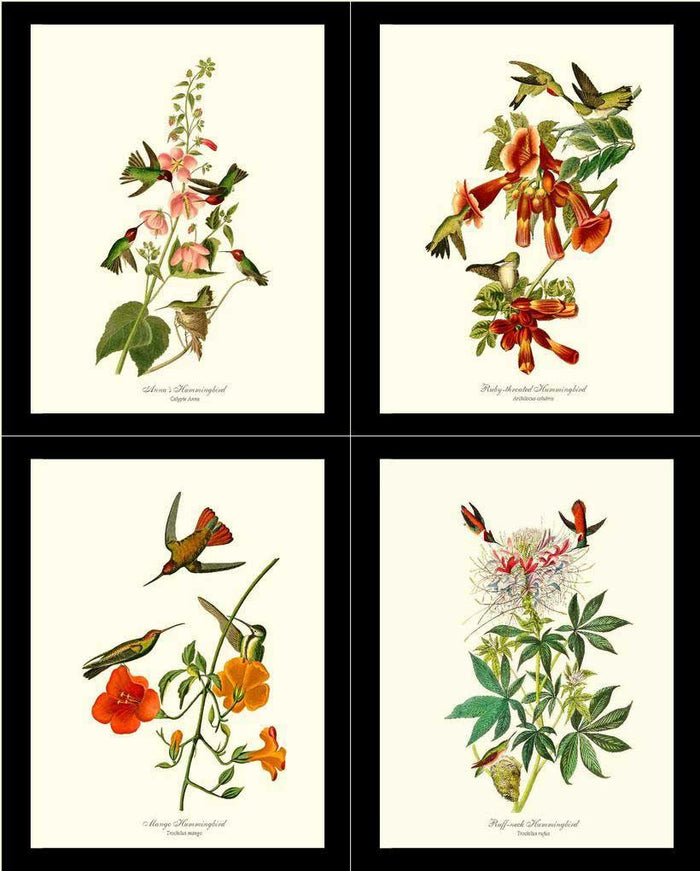 Hummingbirds Art Prints. Matching Set of 4. | Wildbird Wall Art Print