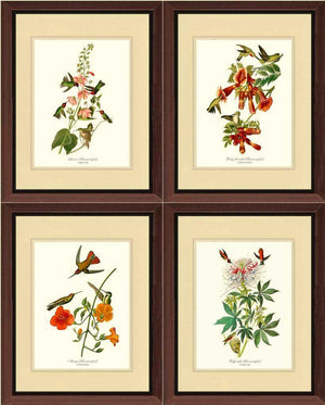 Hummingbirds Art Prints Set by Audubon