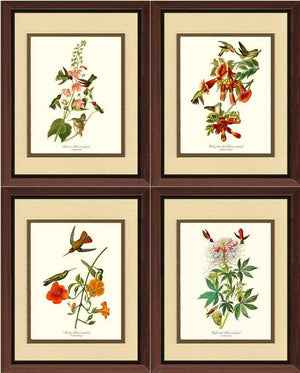 Hummingbirds Art Prints. Matching Set of 4. - Charting Nature
