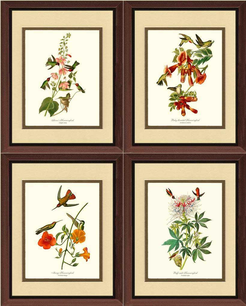 Hummingbirds Art Prints Set by Audubon