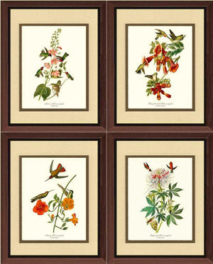 Hummingbirds Art Prints Set by Audubon