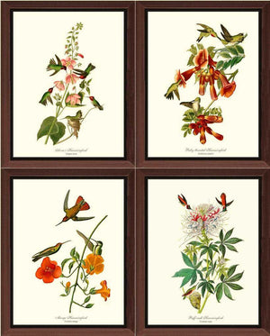 Hummingbirds Art Prints Set by Audubon