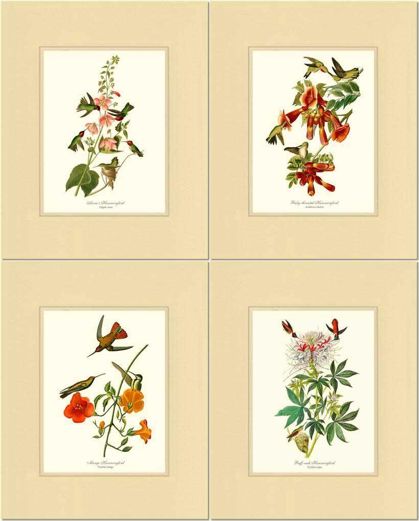 Hummingbirds Art Prints. Matching Set of 4. - Charting Nature