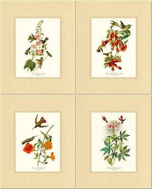 Hummingbirds Art Prints. Matching Set of 4. - Charting Nature