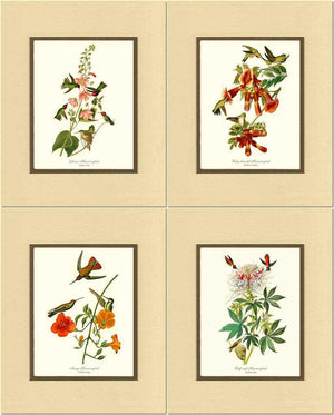 Hummingbirds Art Prints. Matching Set of 4. - Charting Nature