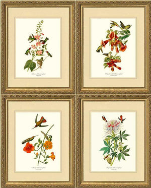 Hummingbirds Art Prints. Matching Set of 4. - Charting Nature