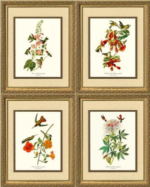 Hummingbirds Art Prints. Matching Set of 4. - Charting Nature