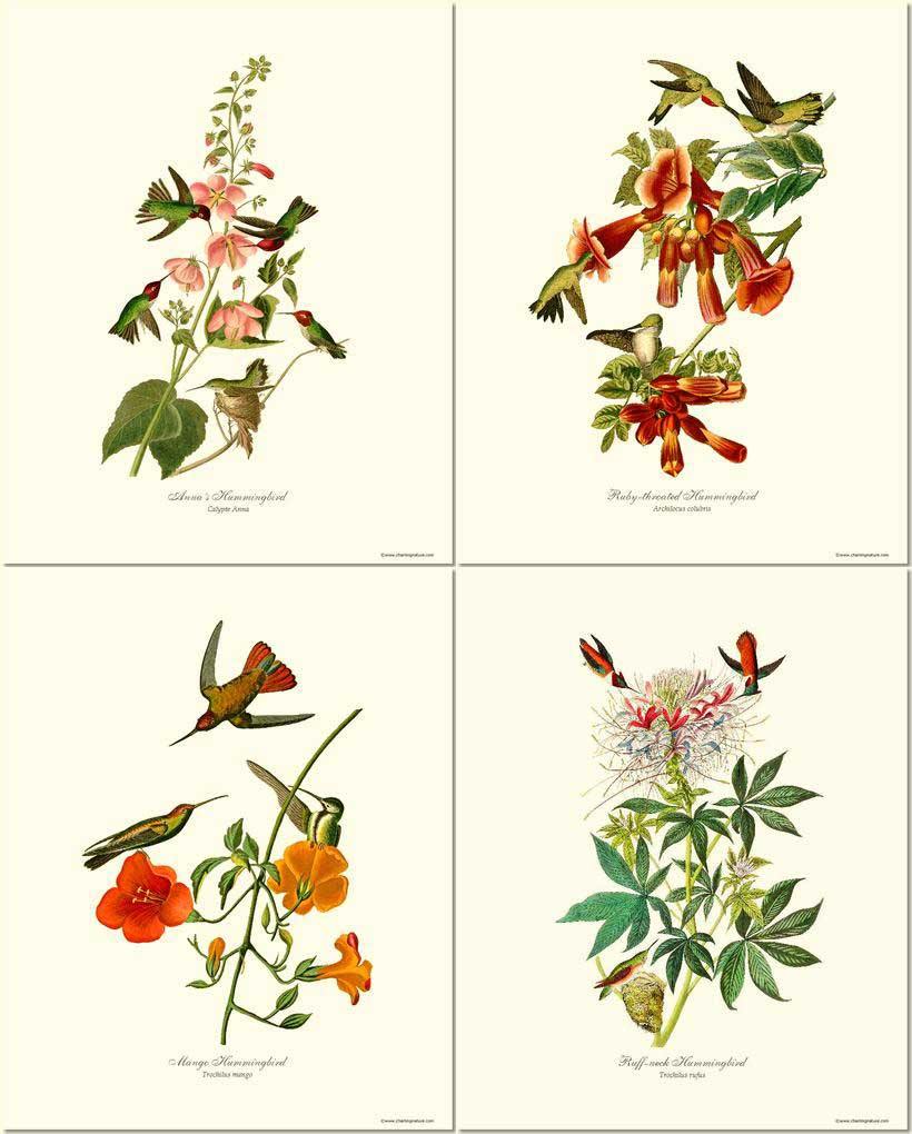 Hummingbirds Art Prints Set by Audubon