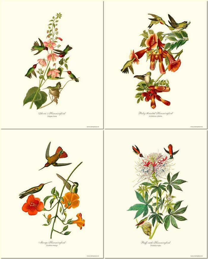 Hummingbirds Art Prints. Matching Set of 4.